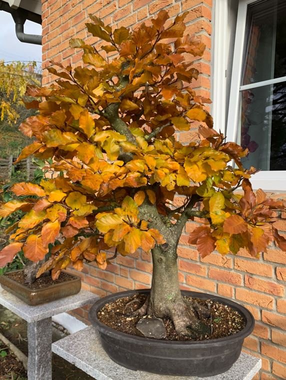 2023 Buche herbst2.JPG