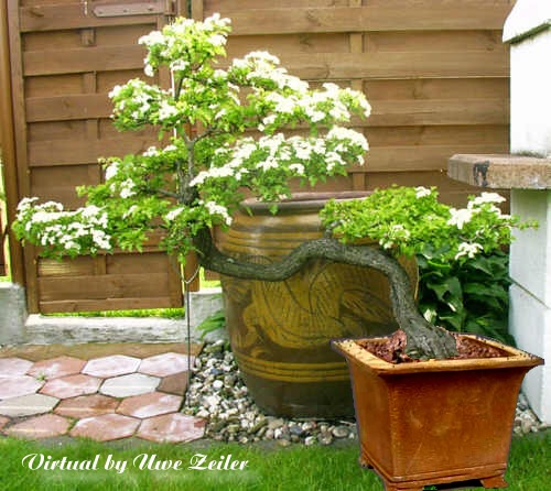 wei_dorn2_003Schale1_UZ.jpg