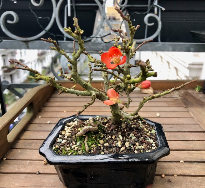 Chojubai im Februar 2022 mit ersten Blüten.