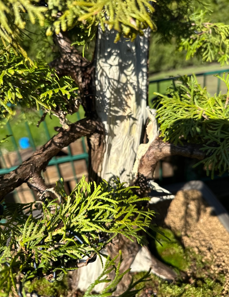 IMG_5033.jpeg