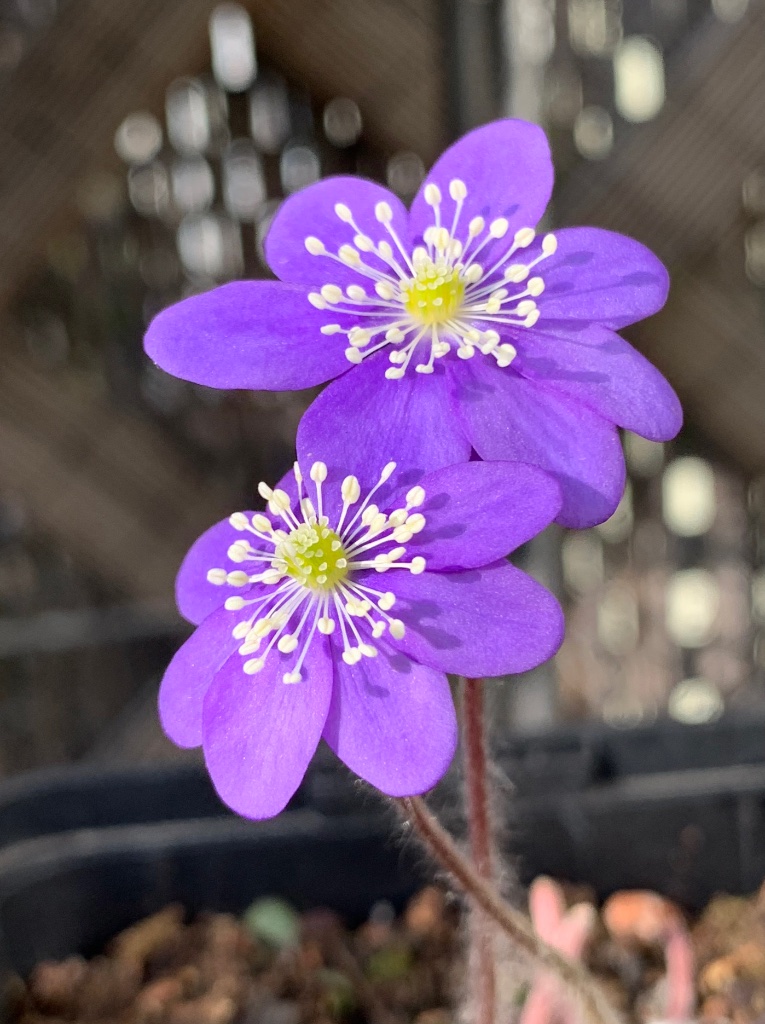 H. nob. Blaue Töne