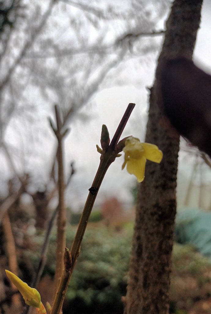 1.Blüte
