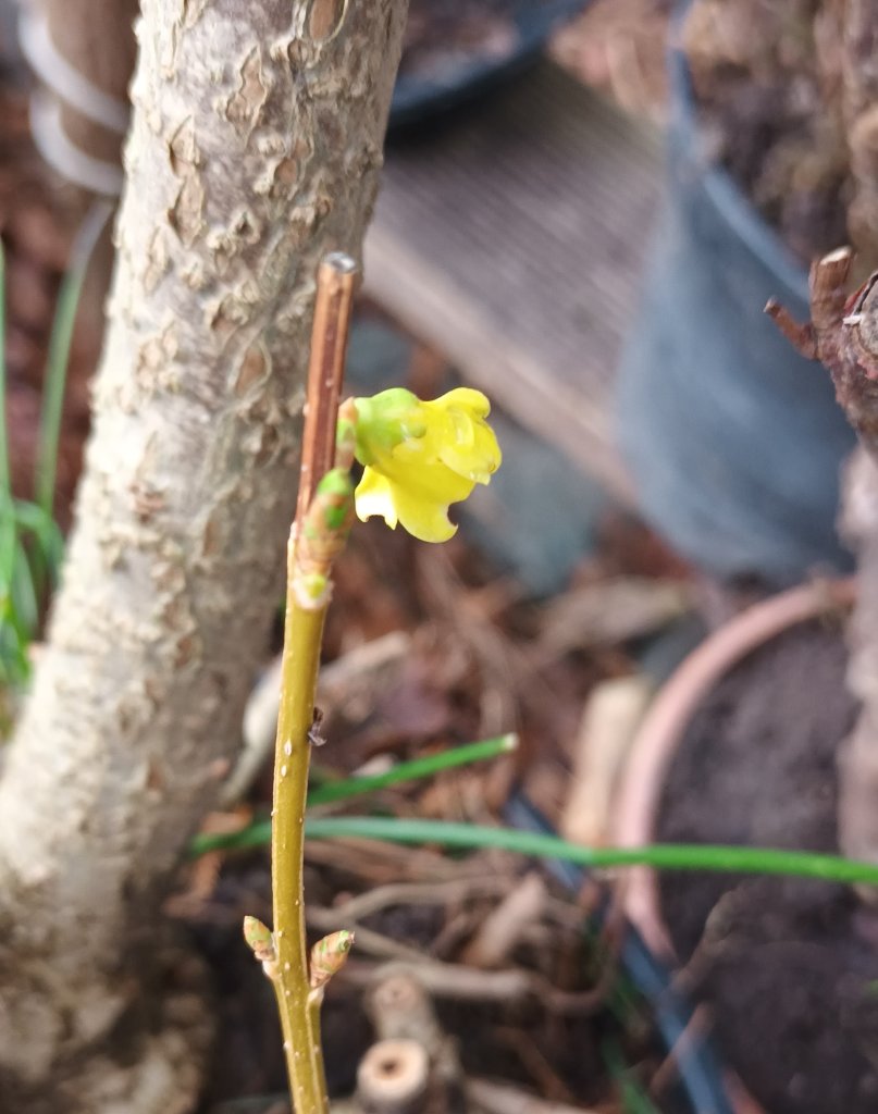 1.Blüte