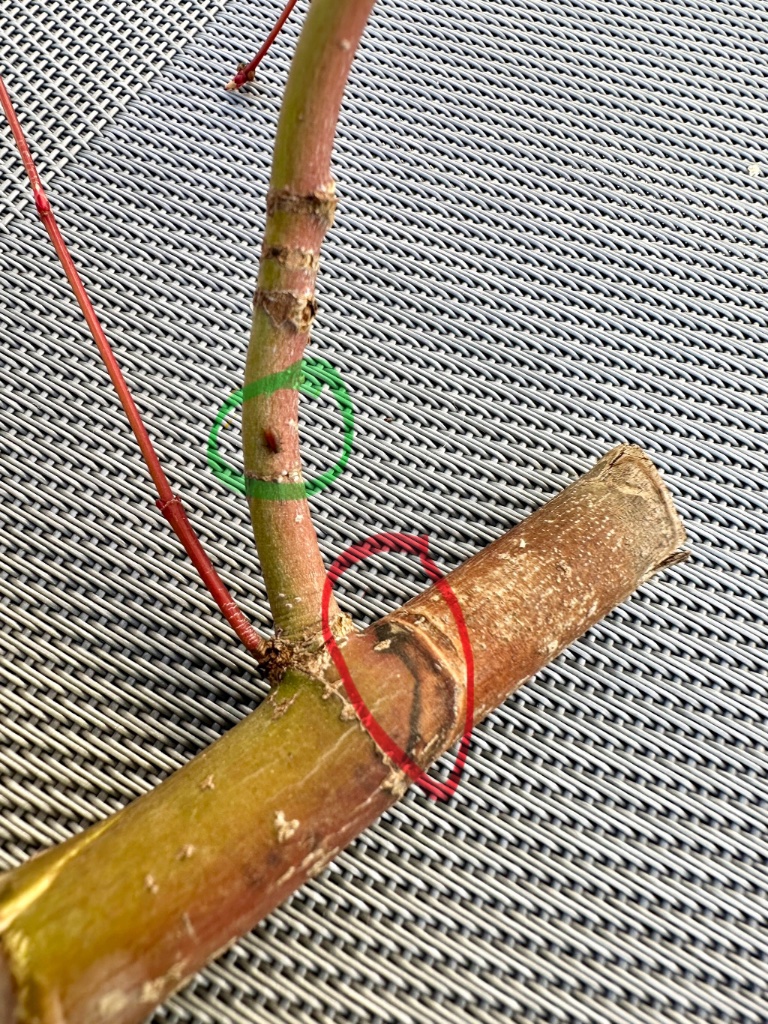1. Astabschnitt mit freundlich winkender Blattlaus. Erste Verfärbungen