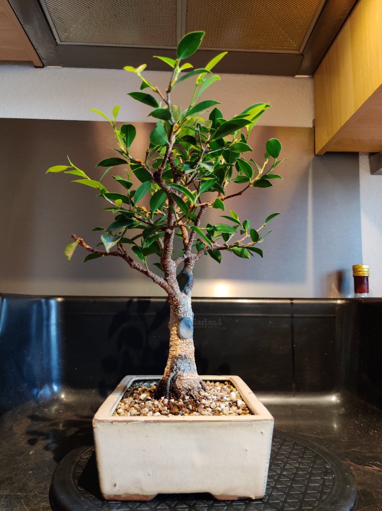 IMG_20240218_144621.jpg