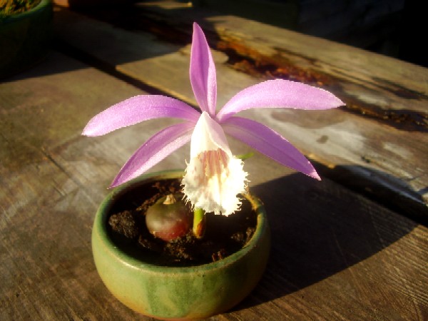 Orchidee