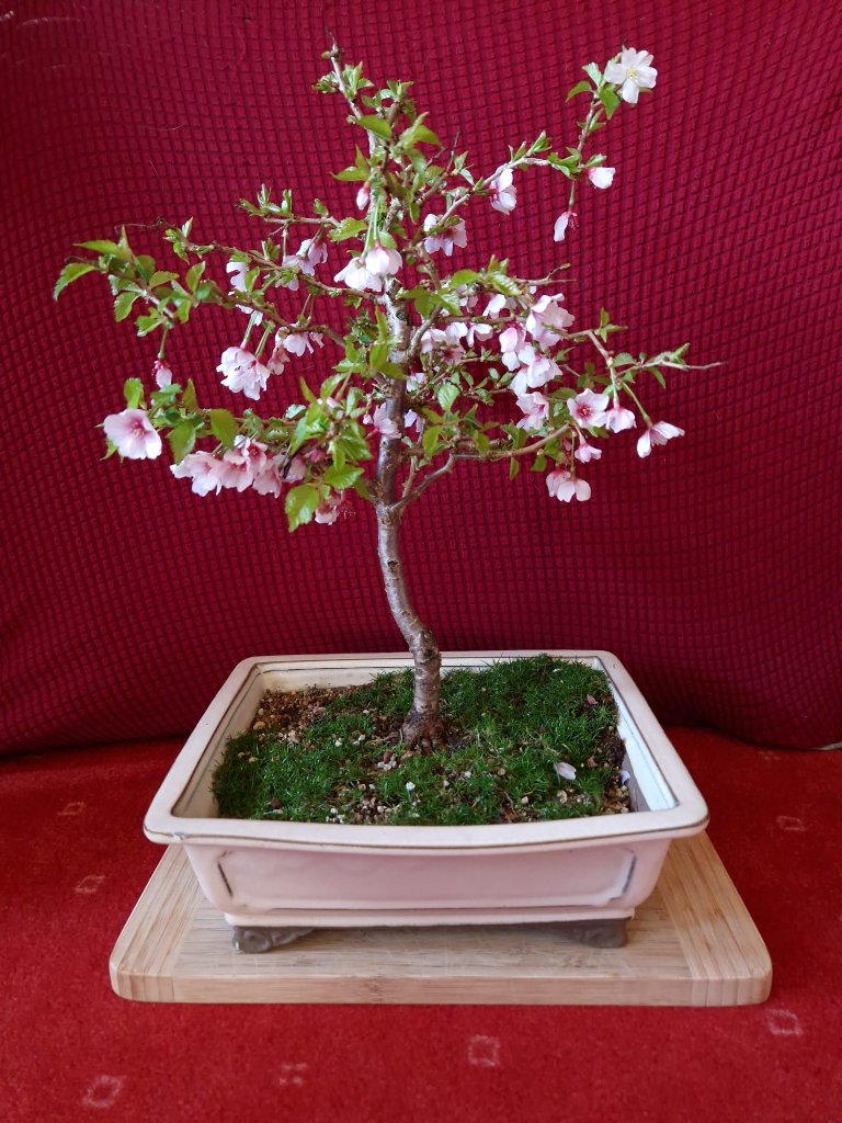 Japanische Zierkirsche "Kojou-no-mai"