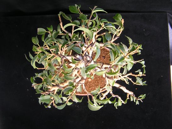 Ficus von oben P4150038.jpg
