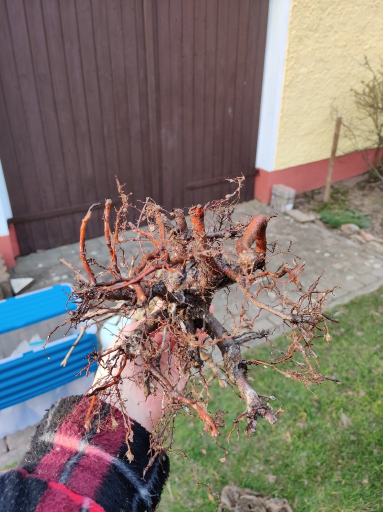 Wurzeln