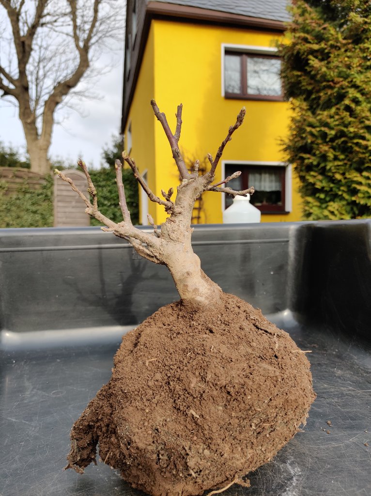 vor dem Umtopfen