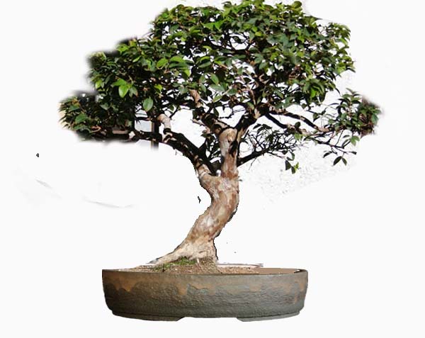 vorschlag-eugenia.jpg