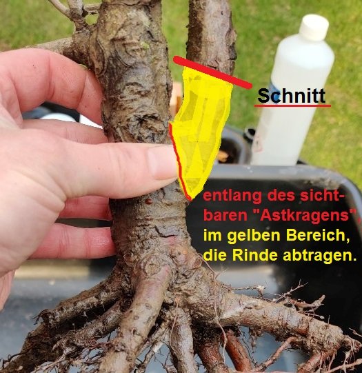 DHG_Wildbirne4.jpg