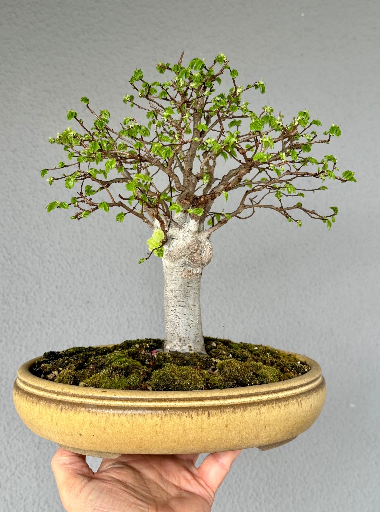 17.3.2024: mit sprießenden Knospen mag ich sie am liebsten