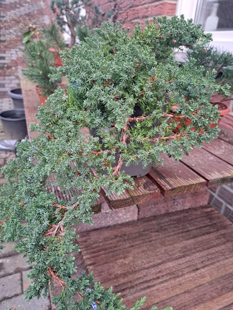 Procumbens 2.jpeg