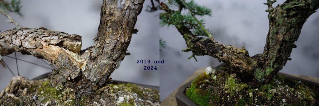 Nebenstamm absenken