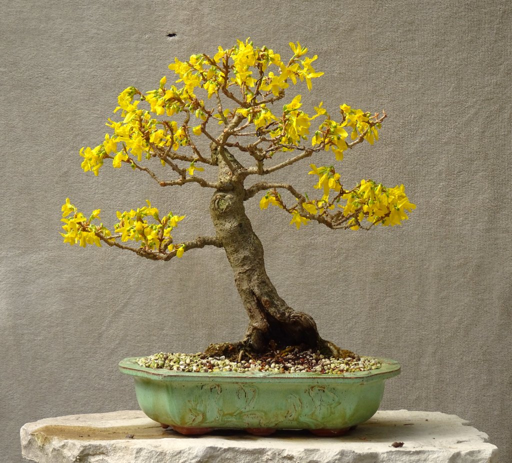 hier zur Abwechslung auch mal die Rückseite. Wäre auch nicht schlecht, aber der Baum neigt sich in die andere Richtung.