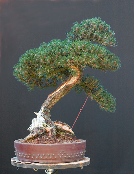 Dsc_1088v.jpg