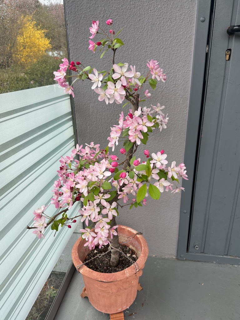 Zierapfel (Malus scec.)