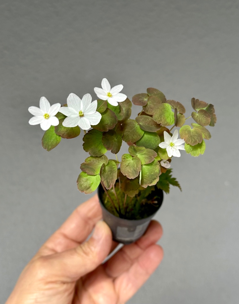 23.03.2024: Rautenanemone