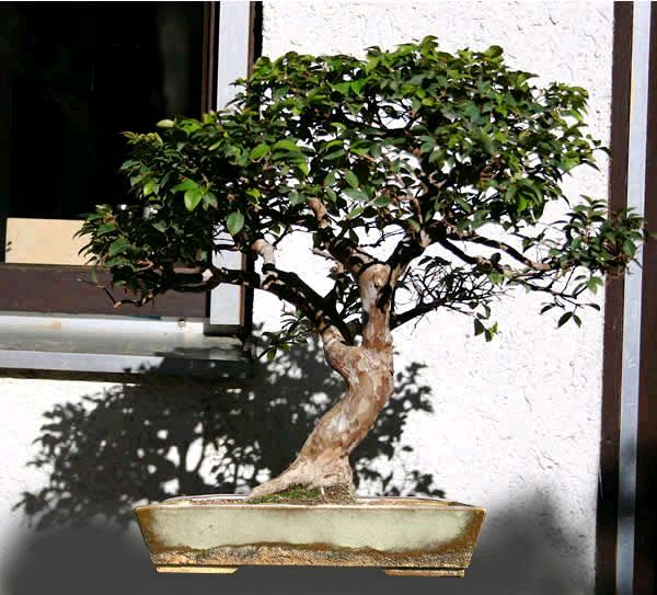new_eugenia, Schale.jpg