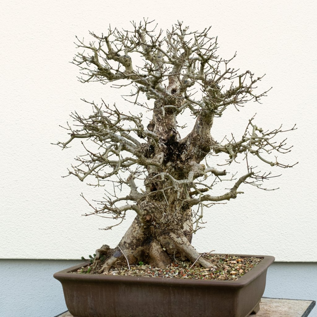 DSCF2518 Kopie.jpg