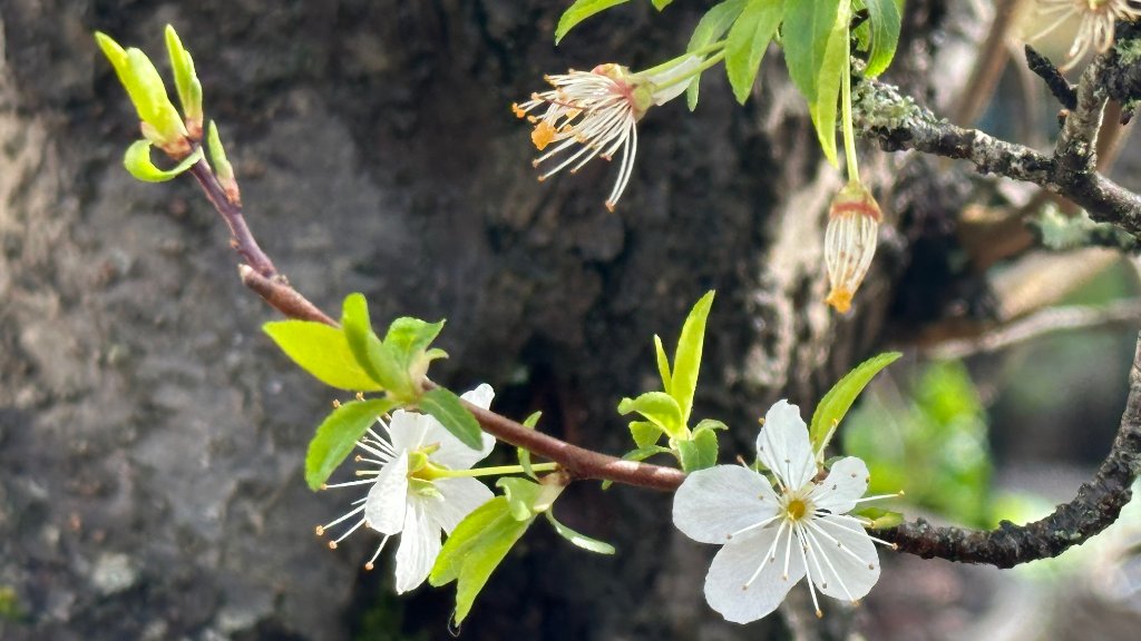 MIRABELLE IMG_1589.jpeg