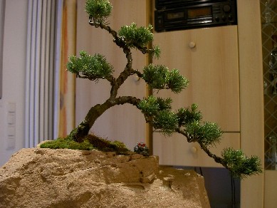 Und hier noch mal in Nahaufnahme.
<br />
<br />
<br />nach und nach werde ich noch  einige Bilder mit Bonsai in Natursteinschalen nachliefern.
<br />
<br />
<br />Gruß
<br />
<br />Andreas