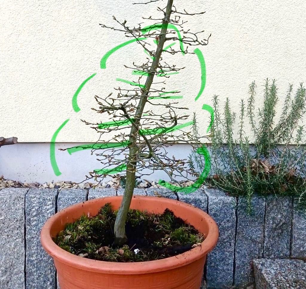 denkbare Größe und Krone