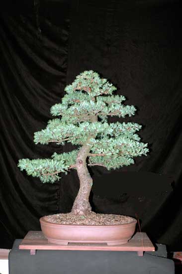 DSC_1039besser.jpg