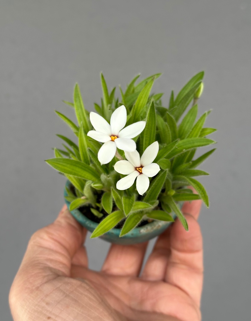 weiße Rhodohypoxis