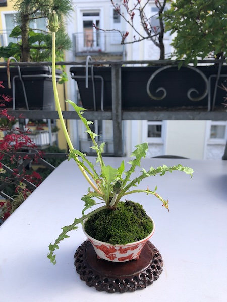 Taraxacum albidum, Japanischer Löwenzahn.