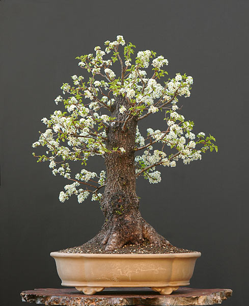 Wildweichsel, 60 cm