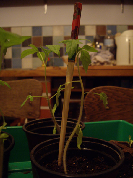das Esstäbchen zum Grössenvergleich und Stützen...
<br />
<br />
<br />
<br />nee ist nur Spass, das sind natürlich die Tomaten