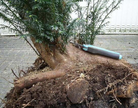 taxus bacatta 301 roots close.JPG