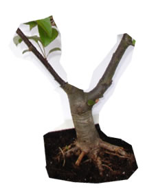 malus.jpg
