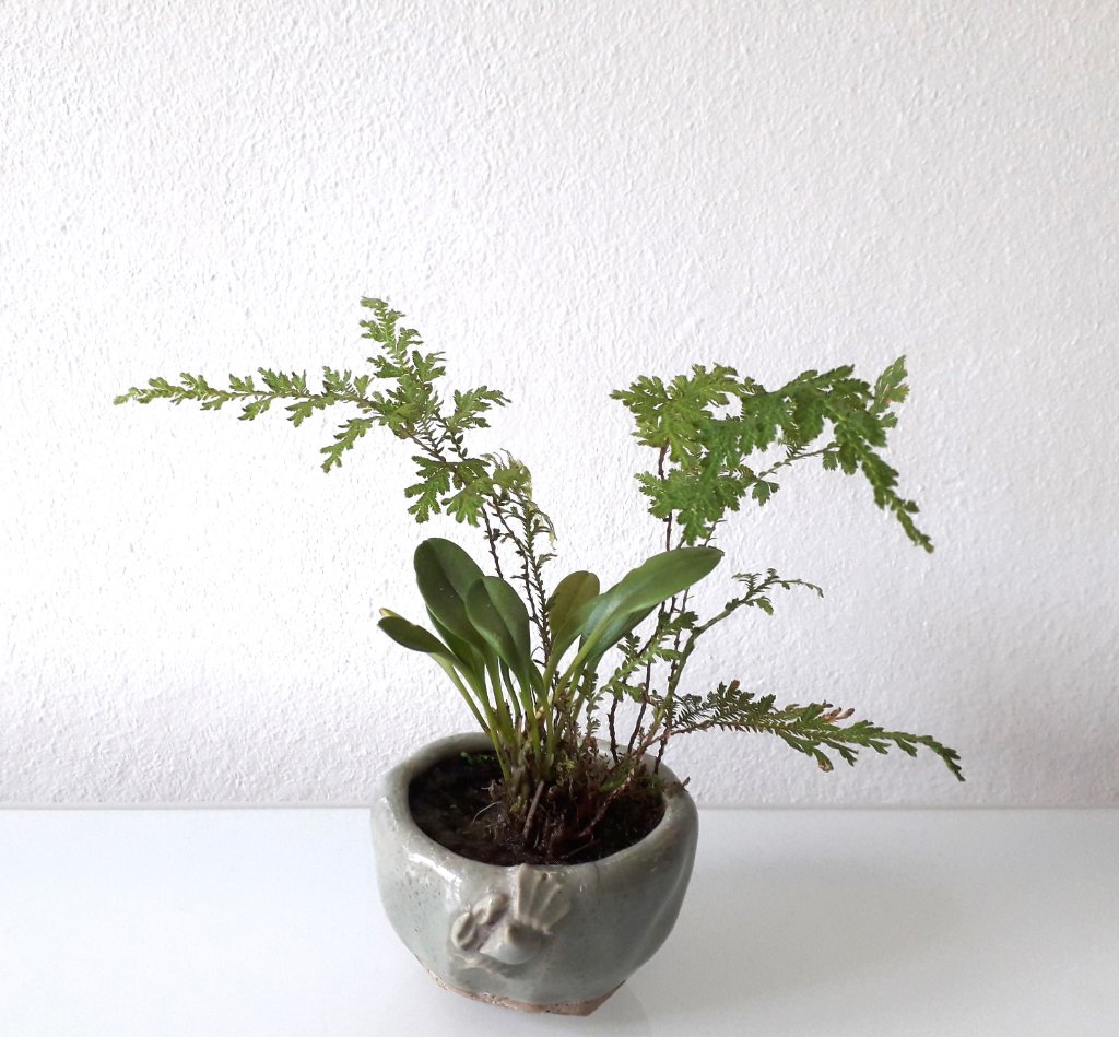 Die Orchidee hatte immerhin fast 4 Wochen lang geblüht und das Moosfarn hat sich inzwischen erholt.