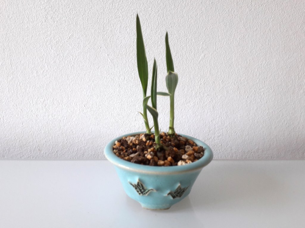 Aus den 5 Bulben sind wenigstens 3 Pflänzchen gewachsen. Ich habe sie dieses Mal in mein „Ahornsubstrat“ gesetzt ohne Spaghnummoos. Hoffentlich gibt es im Spätsommer schöne Blüten der Vogelblume.