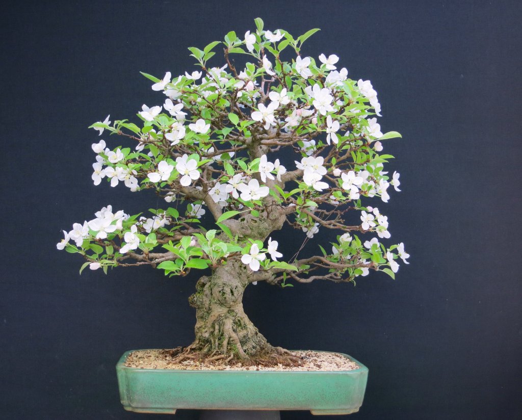 Malus 14.4.2024.JPG