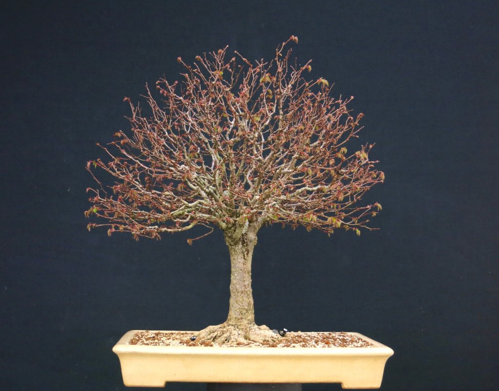 Zelkova 14.4.2024.JPG