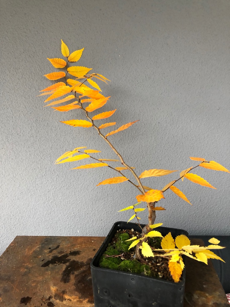 Nov 2019: schöner Herbst