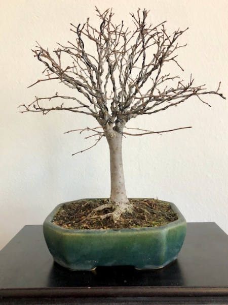 Zelkova serrata - 1.jpeg