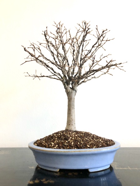 Zelkova serrata umgetopft in Koyo pot - 1.jpeg