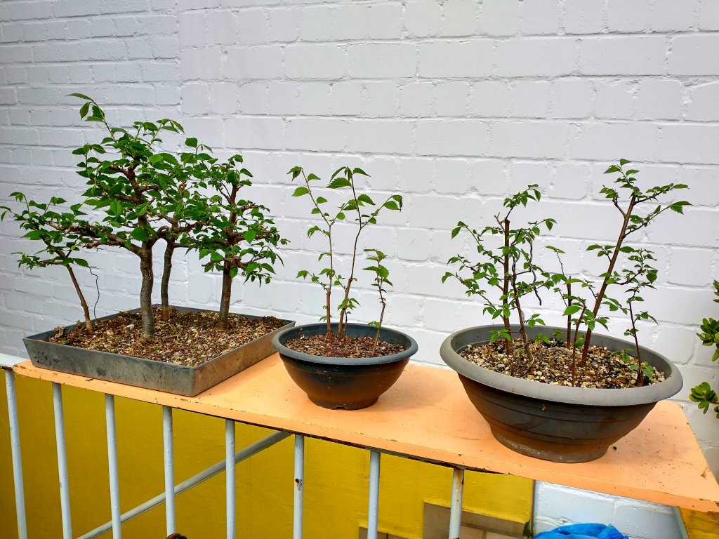 Nachwuchs (Steckhölzer und Wurzelschnittlinge)