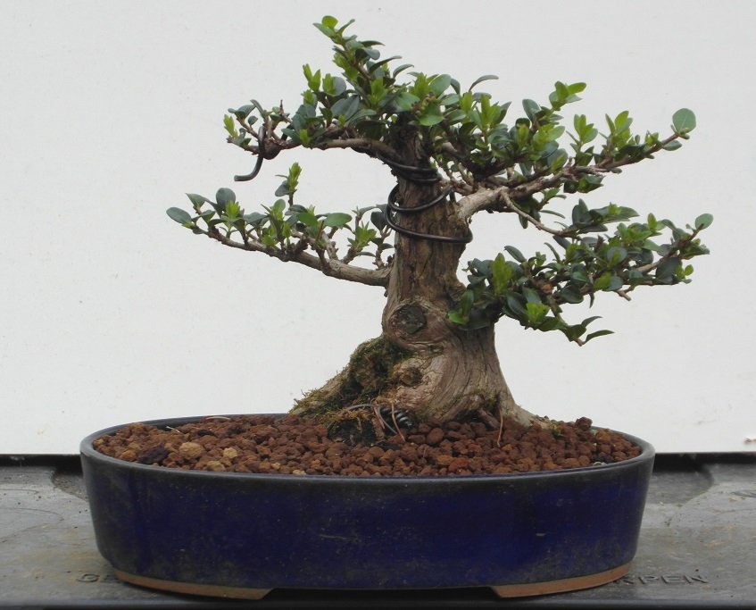 lonicera nitida101 30-3-2014.jpg