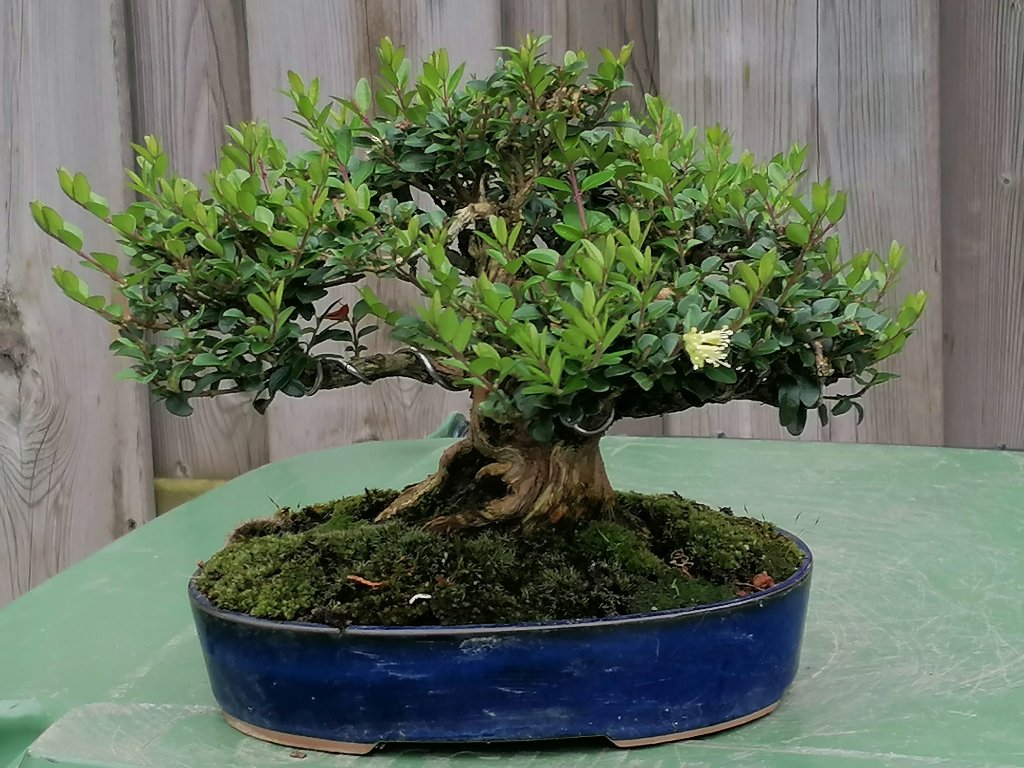 lonicera nitida103 18-4-2024.jpg