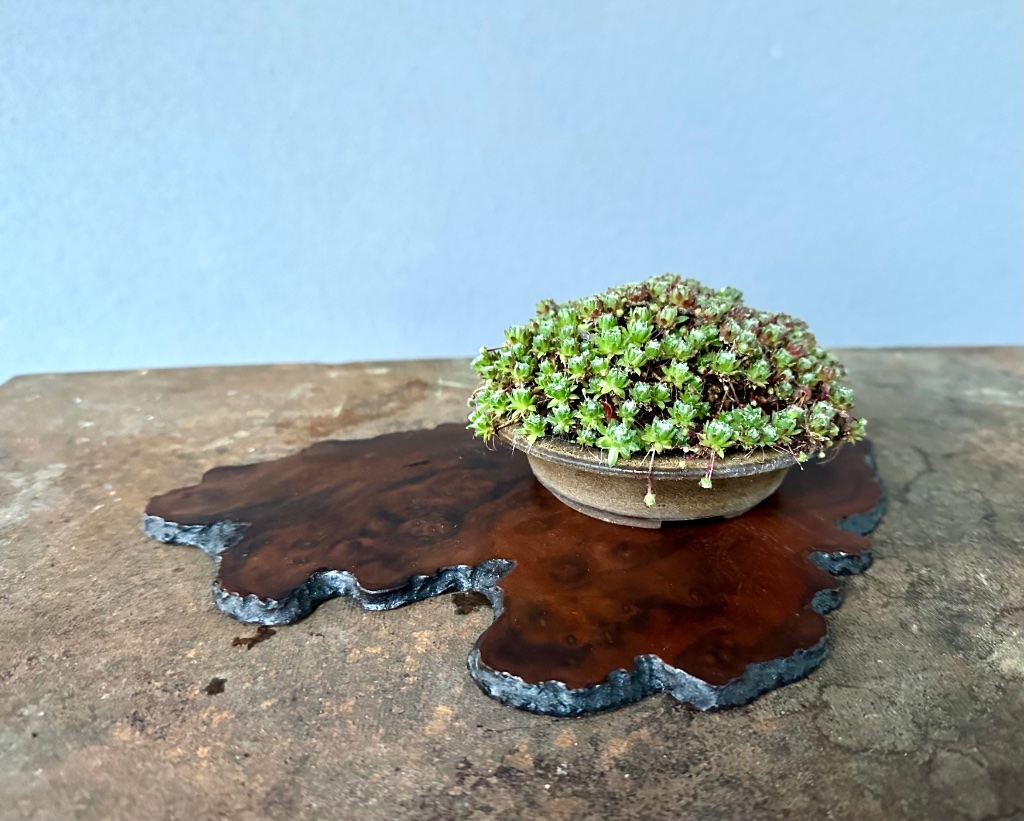 Mini-Hauswurz