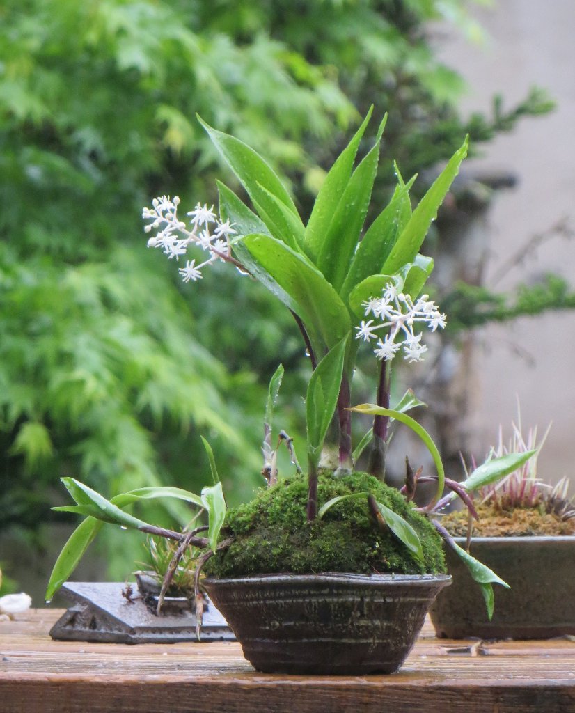 2024-04-21_Speirantha-gardenii.jpg