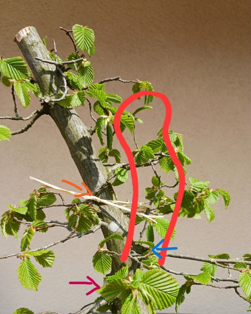 Neue Spitze mit Bast hoch gebunden (rot umrandet). Orange: Ursprung vorheriger Zweig, blau: Ursprung neuer Zweig, dunkelrot: Stammverdickung/Ursprung entfernte starke Äste).