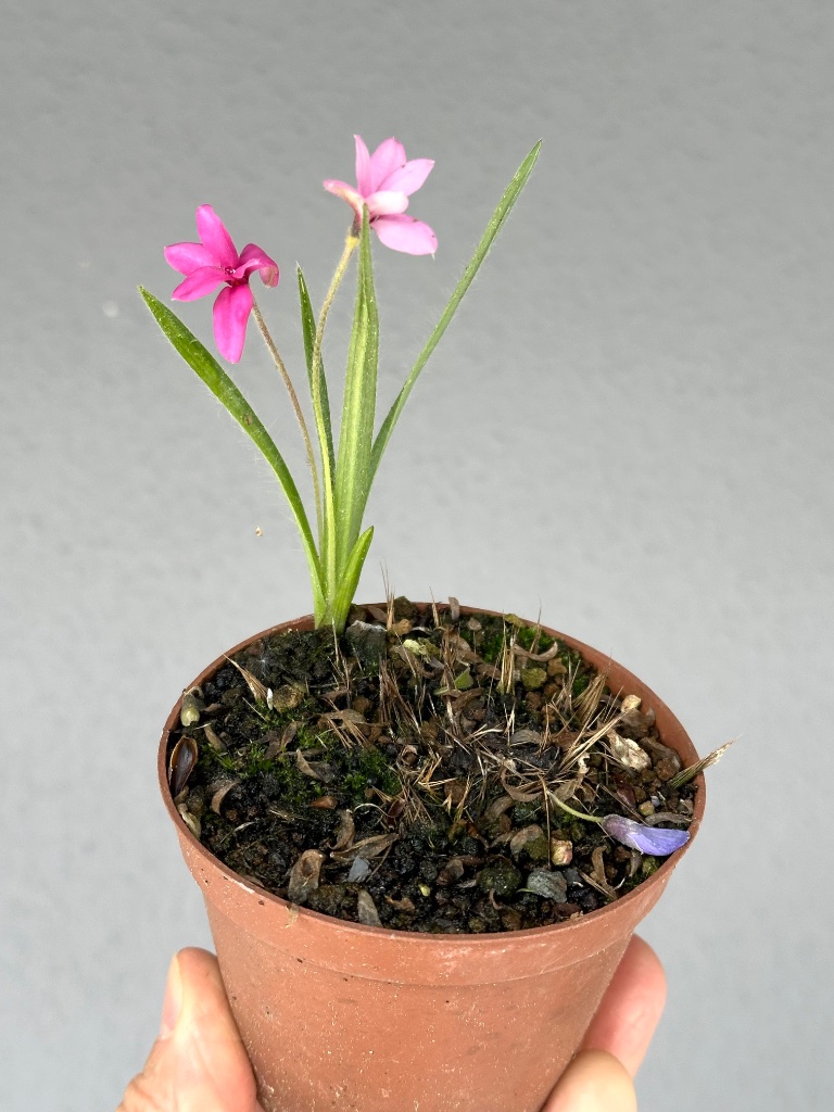 Rhodohypoxis: nur eine Zwiebel hat überlebt. Das Töpfchen war voll, die anderen Zwiebeln sind alle gefault