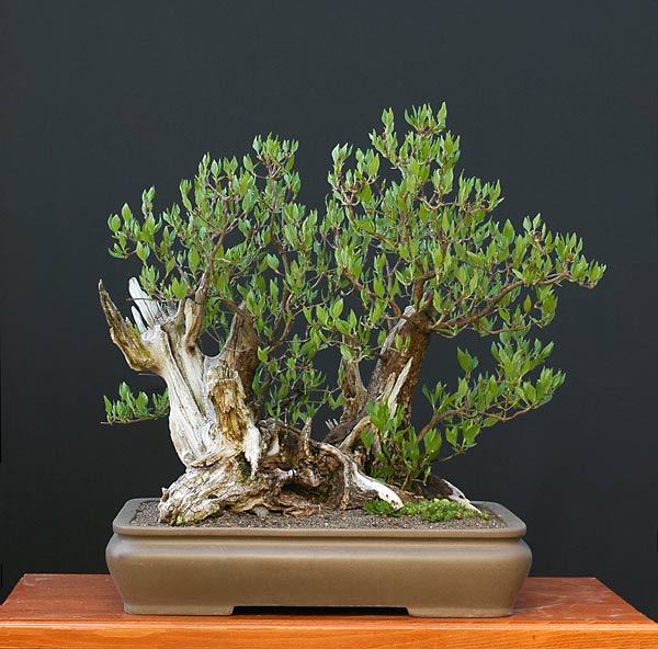 Kornelkirsche, Cornus mas, 40 cm